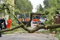 Feuerwehr_Baum   010